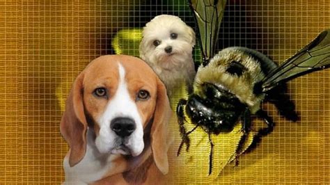 picada de abelha em cachorro